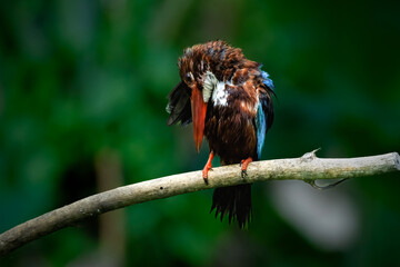 kingfisher on branch