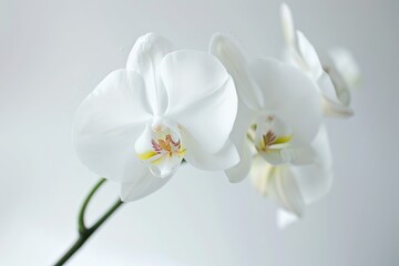 A single white orchid flower with delicate petals pops against a stark black background