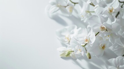 Close-up of a beautiful white magnolia flower in bloom