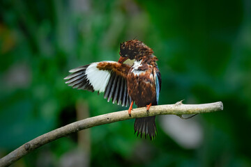 kingfisher on a branch