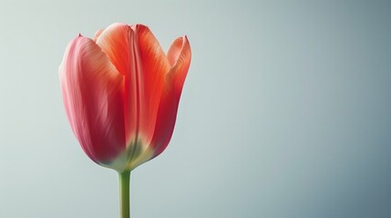 Fototapeta premium A closeup shot of a red tulip blossom against a white
