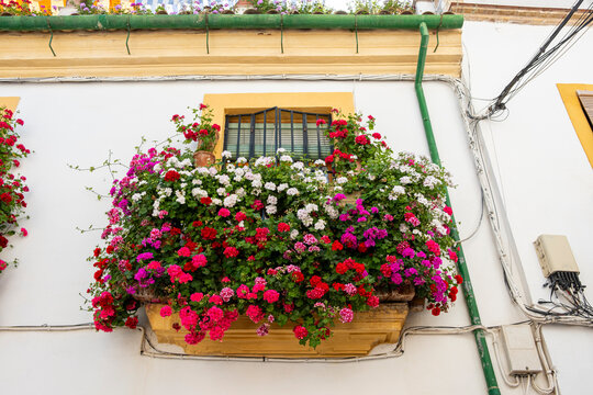 Overflowing flower boxes in shades of pink and purple adorn an urban building in Cordoba, Andalusia, Spain, highlighting the spring season