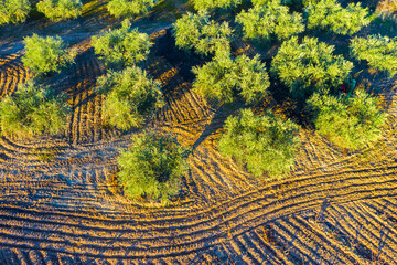 Aerial view of a farmland with olive trees.
