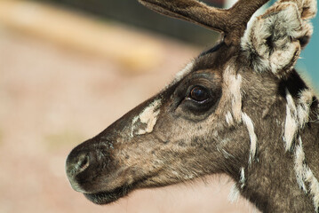 Fototapeta premium Close Up of Reindeers Head With Blurry Background