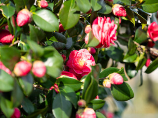 柏原市の高尾山に咲く鮮やかな山茶花の花
