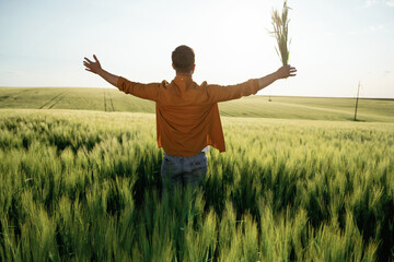 Rear view, freedom. Wheat in hand. Close up view of man that is on the agricultural field at daytime