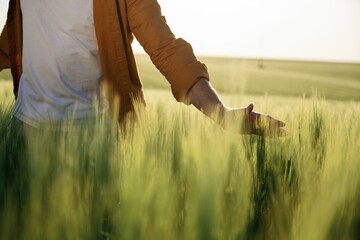 Touching the wheat that is growing. Close up view of man that is on the agricultural field at daytime
