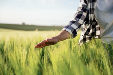 Touching the wheat that is growing. Close up view of man that is on the agricultural field at daytime