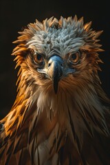 portrait of a bird