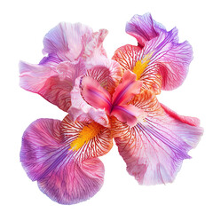 Pink and red iris flower with detailed petals