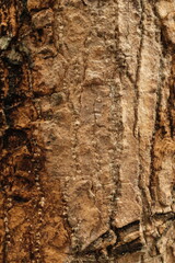 Detailed Tree Bark Texture