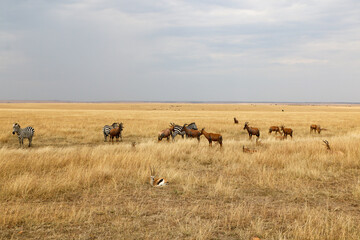 Topi in Serengeti, Africa