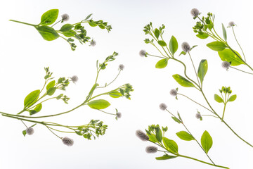 자연에서 만날수 있는 여러가지 식물을 스튜디오에서 촬영하다.