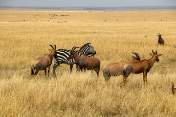 Topi in Serengeti, Africa