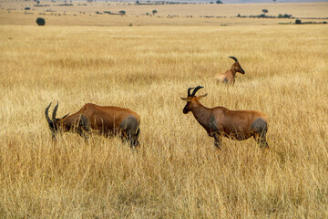 Topi in Serengeti, Africa