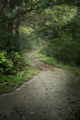 Naklejka premium 낙옆이 많이 떨어진 푸른숲의 산책길.