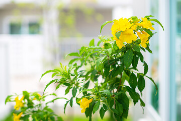 Beautiful Yellow Elder Of name Gold Yellow color trumpet flower,blurred of background beautiful in...