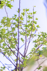 Beautiful green maple leaves and sunlight, maple tree growing in the garden of the house.