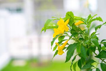 Beautiful Yellow Elder Of name Gold Yellow color trumpet flower,blurred of background beautiful in...