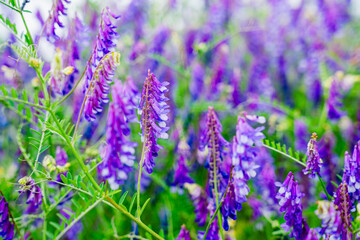 Wyka ptasia, gatunek rośliny należący do rodziny bobowatych. Chwast o pięknych fioletowych kwiatach, kwitnie od czerwca do września w Europie. © Franciszek