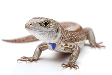 Obraz premium Vibrant Blue tongued Skink Reptile Isolated on Clean White Background