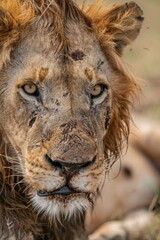 Fototapeta premium portrait of a lion