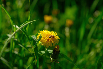 A bee is perched on a dandelion amongst the grassy terrain
