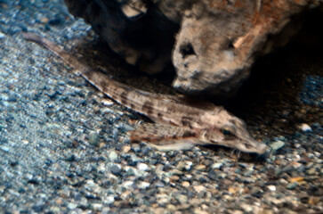 テングトクビレ