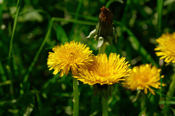 Numerous dandelions are flourishing amidst the grass in the meadow