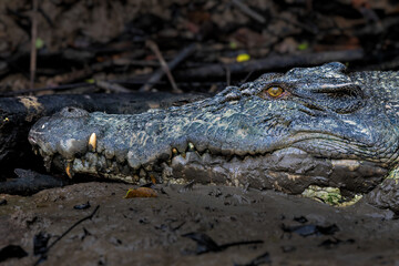 Salt-water Crocodile - Crocodylus porosus, large dangerous crocodile from Australian and Asian salt and fresh waters, Kinabatangan river, Borneo, Malaysia.