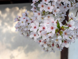 道明寺天満宮に咲く桜の花