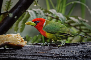Red-headed Barbet - Eubucco bourcierii: A Vibrant Avian Gem of the Capitonidae Family, Thriving in the Humid Highland Forests. Lives in the mountains from Costa Rica to northern Peru.