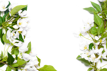 Wild apple tree branch with blooming flowers isolated on the white background. Top view.