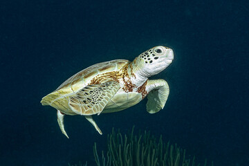 Sea turtle swimming thru the night