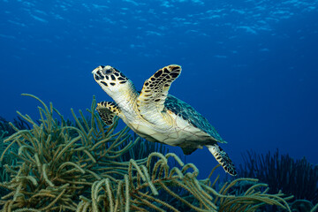 Sea turtle swimming over green seaweed