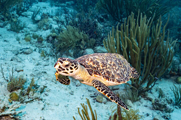 Sea turtle swimming over coral reef