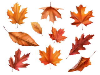 Set of five different orange leaves in autumn isolated on transparent background.