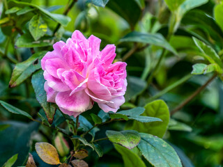 A bright pink rose flower closeup in a natural green garden background.