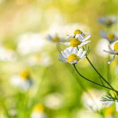 Beautiful chamomile flowers in an early summer meadow. Strong bokeh creates some space for text and logo..