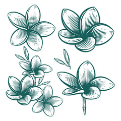 Hand Drawn Frangipani or Plumeria Flower, Floral Line Art Engraving Illustration