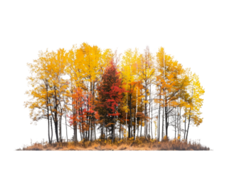 Small autumn tree forest isolated on transparent background.