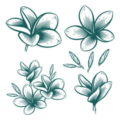 Hand Drawn Frangipani or Plumeria Flower, Floral Line Art Engraving Illustration