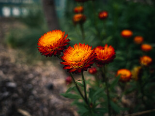 Flowers in the garden