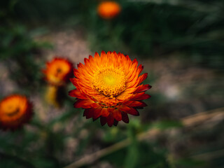 Flowers in the garden