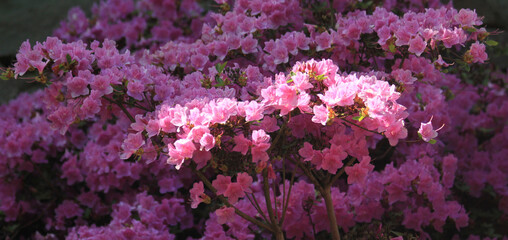 Fototapeta premium azalea flowers texture