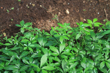 jiaogulan (gynostemma penthyllum) plant