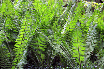 green fern texture