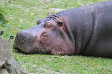 hippo is resting