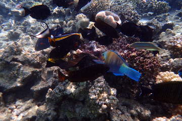 marine life in the Red Sea Egypt