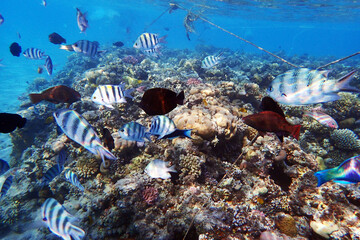 marine life in the Red Sea Egypt